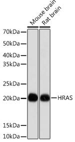 H-Ras Recombinant Rabbit Monoclonal Antibody (4Q7M5)