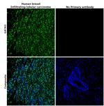 GATA3 Recombinant Rabbit Monoclonal Antibody (6V3Z4)