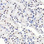 SP1 Antibody in Immunohistochemistry (Paraffin) (IHC (P))