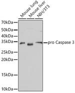 Active/Pro-Caspase 3 Recombinant Rabbit Monoclonal Antibody (7T1W5)