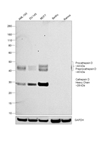 Cathepsin D Antibody