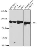 IKK alpha Recombinant Rabbit Monoclonal Antibody (2M10E3)