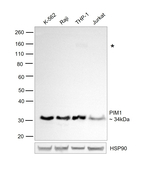 PIM1 Antibody