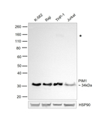 PIM1 Antibody in Western Blot (WB)
