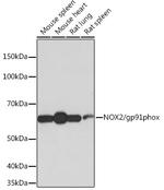 NOX2 Recombinant Rabbit Monoclonal Antibody (2Y8W3)