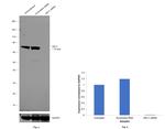 HEC1 Antibody in Western Blot (WB)