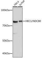 HEC1 Antibody in Western Blot (WB)