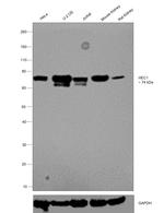 HEC1 Recombinant Rabbit Monoclonal Antibody (4W2Y2)