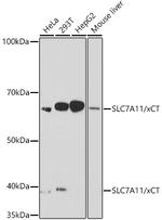 SLC7A11 Recombinant Rabbit Monoclonal Antibody (5P4X4)