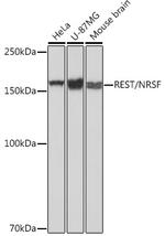 REST Recombinant Rabbit Monoclonal Antibody (8R8Z4)