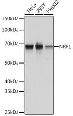 NRF1 Antibody in Western Blot (WB)