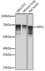 NRF1 Antibody in Western Blot (WB)