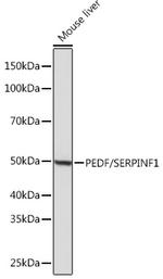 PEDF Antibody in Western Blot (WB)