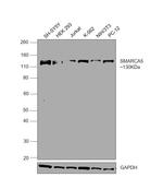 SMARCA5 Antibody in Western Blot (WB)