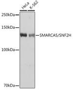 SMARCA5 Antibody in Western Blot (WB)