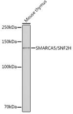 SMARCA5 Antibody in Western Blot (WB)