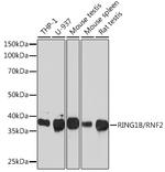 RNF2 Recombinant Rabbit Monoclonal Antibody (9Q2W2)