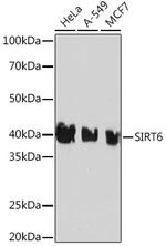 SIRT6 Recombinant Rabbit Monoclonal Antibody (1D0L6)