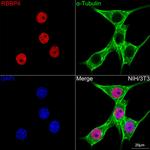 RbAp48 Recombinant Rabbit Monoclonal Antibody (0D1X1)