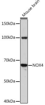 NOX4 Antibody in Western Blot (WB)