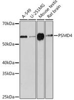 PSMD4 Antibody in Western Blot (WB)