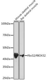 FBXO32 Antibody in Western Blot (WB)