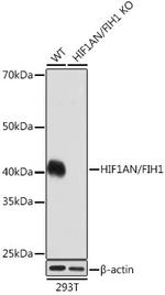 HIF1AN Antibody