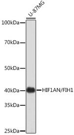 HIF1AN Antibody in Western Blot (WB)