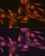 RHEB Recombinant Rabbit Monoclonal Antibody (5S8F1)