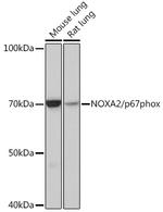 NCF2 Antibody in Western Blot (WB)