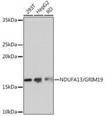 NDUFA13 Recombinant Rabbit Monoclonal Antibody (7D1Z6)