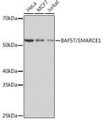 BAF57 Antibody in Western Blot (WB)