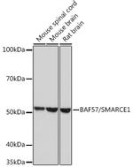 BAF57 Antibody in Western Blot (WB)