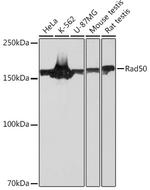 RAD50 Recombinant Rabbit Monoclonal Antibody (5M2K10)