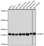 HTRA2 Recombinant Rabbit Monoclonal Antibody (4H8C4)