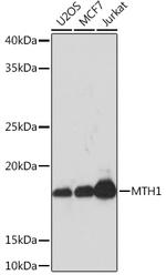 MTH1 Recombinant Rabbit Monoclonal Antibody (0P6T10)