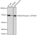 Nogo Receptor Recombinant Rabbit Monoclonal Antibody (1R9A3)