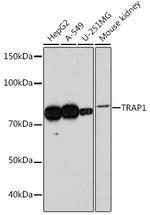TRAP1 Recombinant Rabbit Monoclonal Antibody (1L8C1)