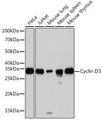 Cyclin D3 Recombinant Rabbit Monoclonal Antibody (4C5C8)