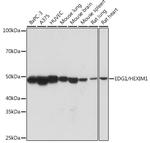 S1P1 Recombinant Rabbit Monoclonal Antibody (9R8N3)