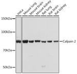 Calpain 2 Recombinant Rabbit Monoclonal Antibody (9Y7I1)