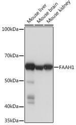 FAAH Antibody in Western Blot (WB)