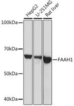 FAAH Antibody in Western Blot (WB)