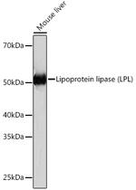 LPL Antibody in Western Blot (WB)