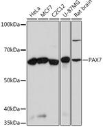 PAX7 Antibody in Western Blot (WB)