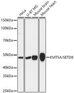 SETD8 Recombinant Rabbit Monoclonal Antibody (5M9P5)