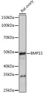 BMP-15 Antibody in Western Blot (WB)
