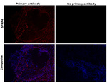 SFRP4 Recombinant Rabbit Monoclonal Antibody (7Z6Q1)