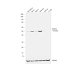 SFRP4 Antibody