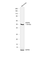 SFRP4 Antibody in Western Blot (WB)